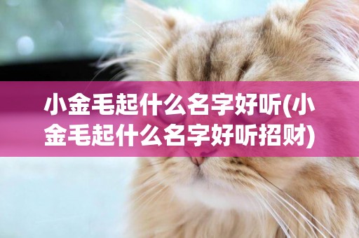 小金毛起什么名字好聽(小金毛起什么名字好聽招財)