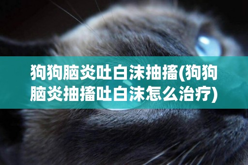 狗狗腦炎吐白沫抽搐(狗狗腦炎抽搐吐白沫怎么治療)