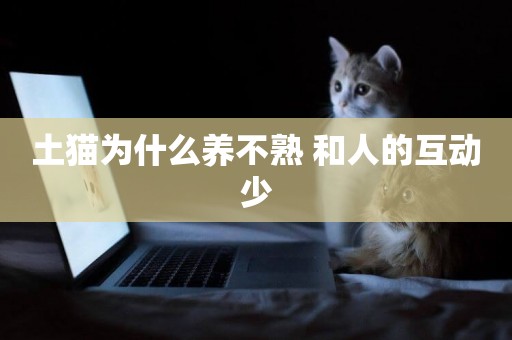 土貓為什么養不熟 和人的互動少