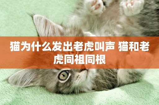 貓為什么發出老虎叫聲 貓和老虎同祖同根