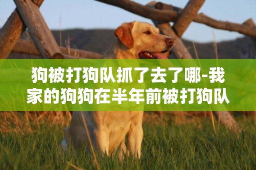 狗被打狗隊抓了去了哪-我家的狗狗在半年前被打狗隊抓走了。但狗狗比較好看，所以送到了動物園。可是我不懂