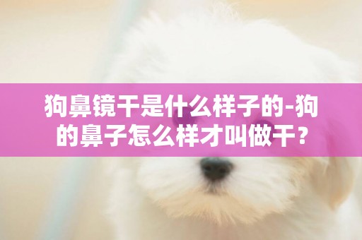 狗鼻鏡干是什么樣子的-狗的鼻子怎么樣才叫做干？