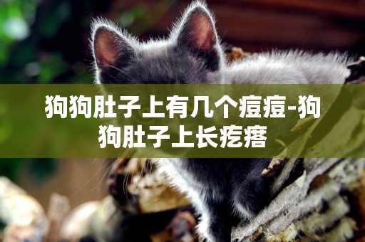 狗狗肚子上有幾個痘痘-狗狗肚子上長疙瘩