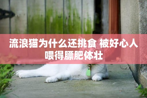 流浪貓為什么還挑食 被好心人喂得膘肥體壯