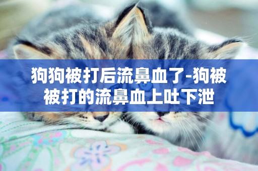 狗狗被打后流鼻血了-狗被被打的流鼻血上吐下泄