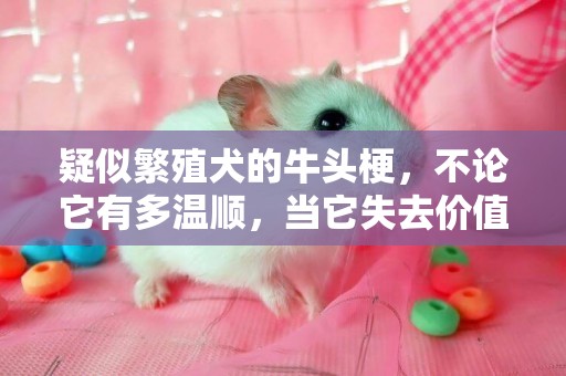 疑似繁殖犬的牛頭梗，不論它有多溫順，當它失去價值就沒人愛它了 