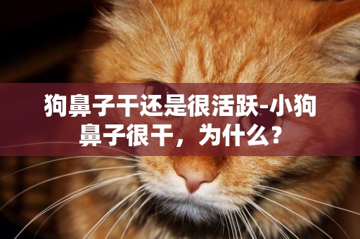 狗鼻子干還是很活躍-小狗鼻子很干，為什么？