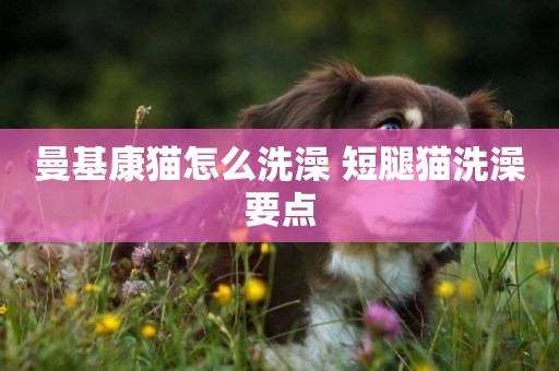 曼基康貓怎么洗澡 短腿貓洗澡要點