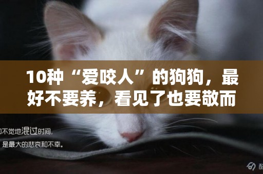 10種“愛咬人”的狗狗，最好不要養，看見了也要敬而遠之 