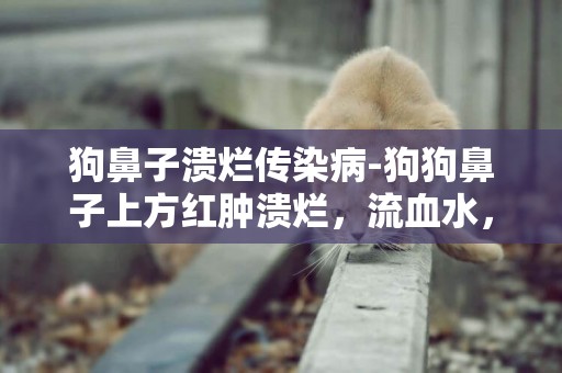 狗鼻子潰爛傳染病-狗狗鼻子上方紅腫潰爛，流血水，是怎么回事，有圖