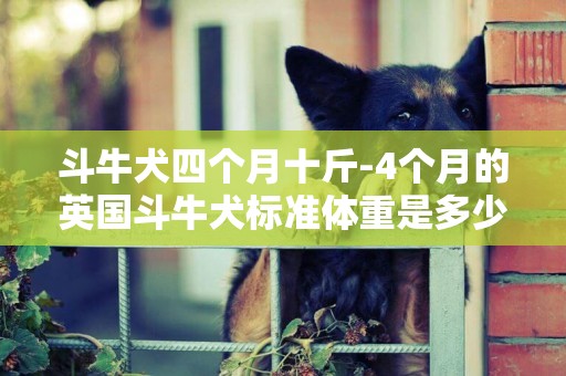 斗牛犬四個月十斤-4個月的英國斗牛犬標準體重是多少?