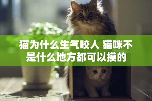 貓為什么生氣咬人 貓咪不是什么地方都可以摸的