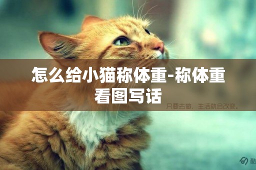 怎么給小貓稱體重-稱體重看圖寫話