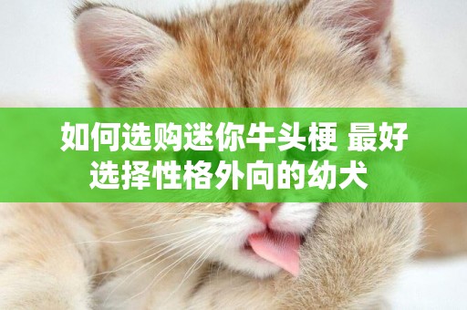 如何選購迷你牛頭梗 最好選擇性格外向的幼犬 
