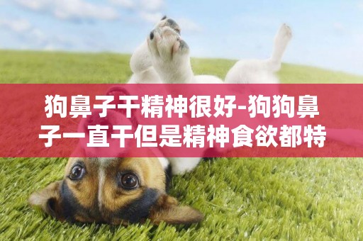 狗鼻子干精神很好-狗狗鼻子一直干但是精神食欲都特好