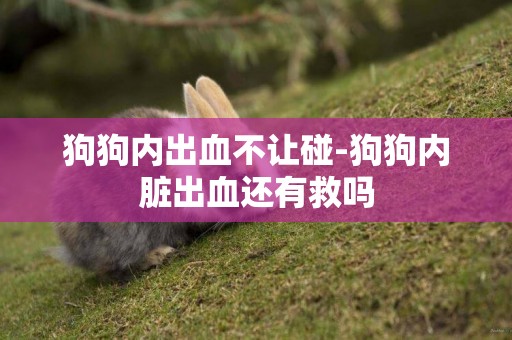 狗狗內出血不讓碰-狗狗內臟出血還有救嗎