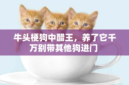 牛頭梗狗中醋王，養了它千萬別帶其他狗進門 