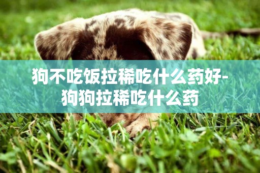 狗不吃飯拉稀吃什么藥好-狗狗拉稀吃什么藥