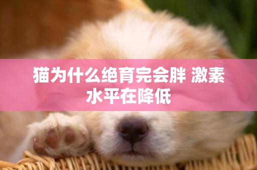 貓為什么絕育完會胖 激素水平在降低