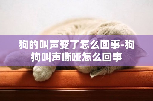 狗的叫聲變了怎么回事-狗狗叫聲嘶啞怎么回事
