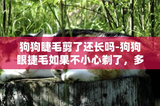 狗狗睫毛剪了還長嗎-狗狗眼捷毛如果不小心剃了，多長時間長回來