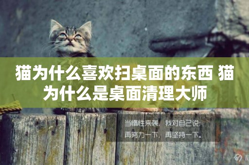 貓為什么喜歡掃桌面的東西 貓為什么是桌面清理大師