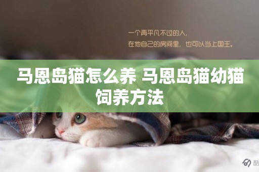 馬恩島貓怎么養 馬恩島貓幼貓飼養方法