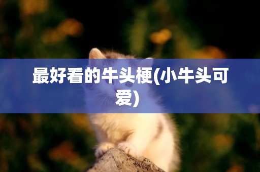 最好看的牛頭梗(小牛頭可愛) 