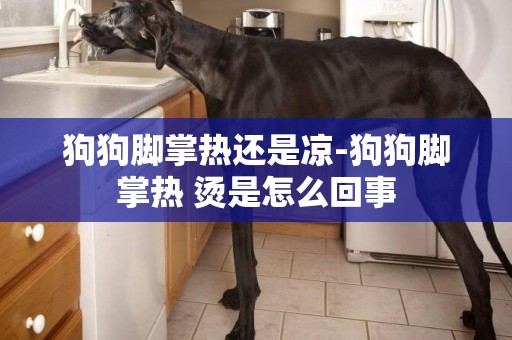 狗狗腳掌熱還是涼-狗狗腳掌熱 燙是怎么回事