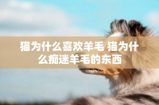 貓為什么喜歡羊毛 貓為什么癡迷羊毛的東西