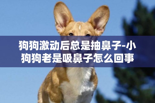 狗狗激動后總是抽鼻子-小狗狗老是吸鼻子怎么回事