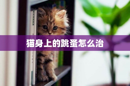 貓身上的跳蚤怎么治