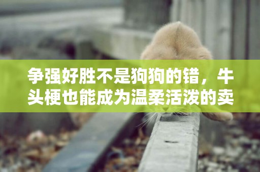 爭強好勝不是狗狗的錯，牛頭梗也能成為溫柔活潑的賣萌大師 