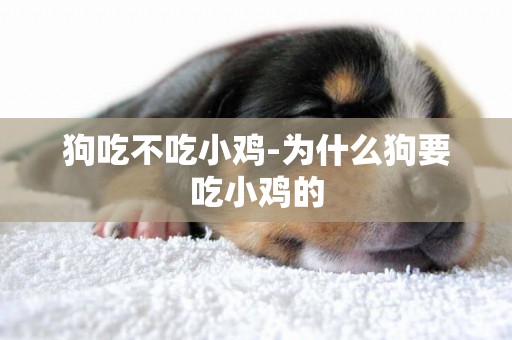 狗吃不吃小雞-為什么狗要吃小雞的