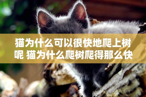 貓為什么可以很快地爬上樹呢 貓為什么爬樹爬得那么快
