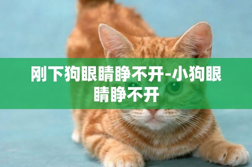 剛下狗眼睛睜不開-小狗眼睛睜不開