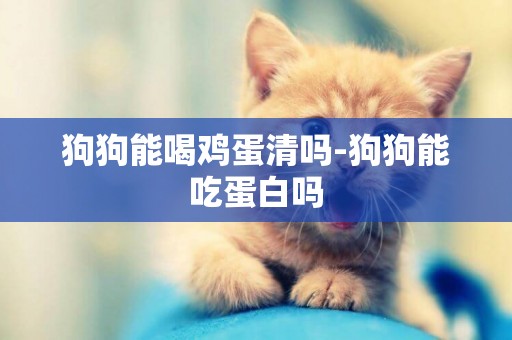 狗狗能喝雞蛋清嗎-狗狗能吃蛋白嗎