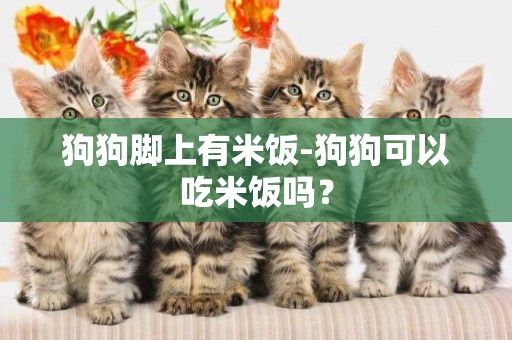 狗狗腳上有米飯-狗狗可以吃米飯嗎？