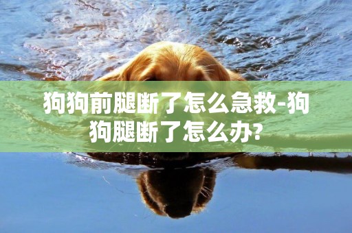 狗狗前腿斷了怎么急救-狗狗腿斷了怎么辦?