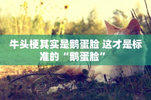 牛頭梗其實是鵝蛋臉 這才是標準的“鵝蛋臉” 