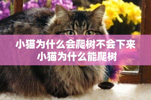 小貓為什么會爬樹不會下來 小貓為什么能爬樹