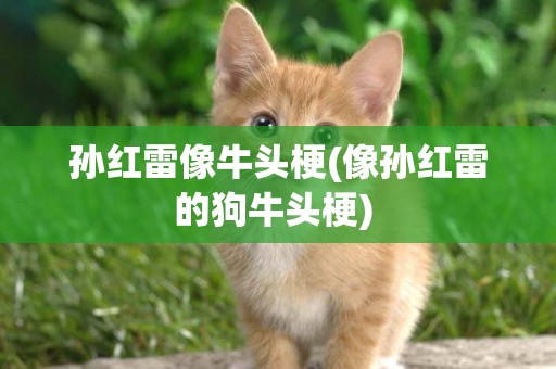 孫紅雷像牛頭梗(像孫紅雷的狗牛頭梗) 