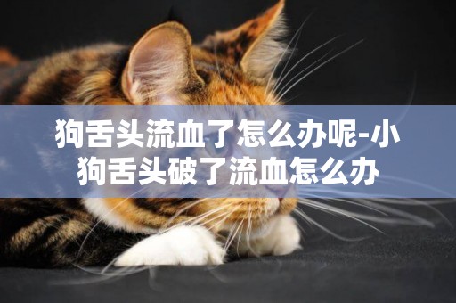 狗舌頭流血了怎么辦呢-小狗舌頭破了流血怎么辦