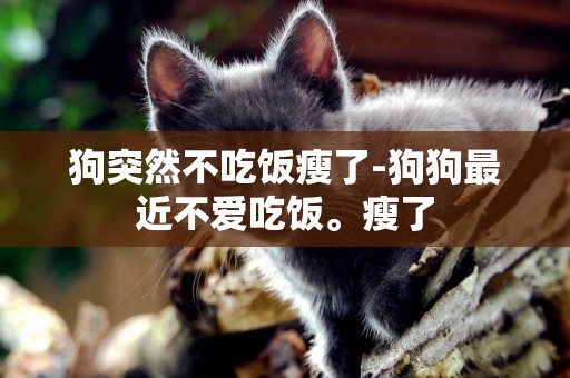 狗突然不吃飯瘦了-狗狗最近不愛吃飯。瘦了