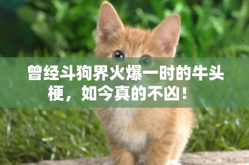 曾經斗狗界火爆一時的牛頭梗，如今真的不兇！ 