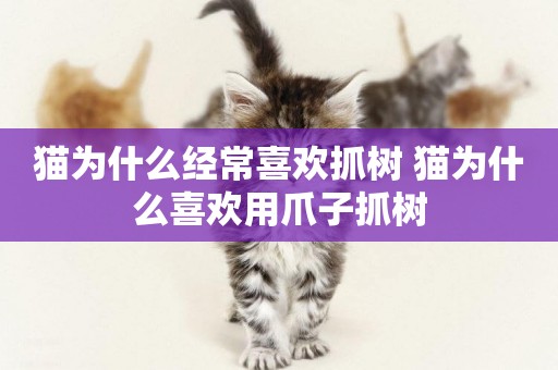 貓為什么經常喜歡抓樹 貓為什么喜歡用爪子抓樹