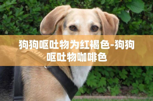 狗狗嘔吐物為紅褐色-狗狗嘔吐物咖啡色