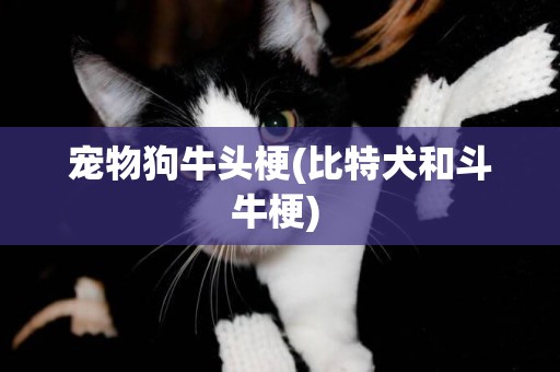 寵物狗牛頭梗(比特犬和斗牛梗) 