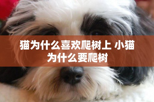 貓為什么喜歡爬樹上 小貓為什么要爬樹
