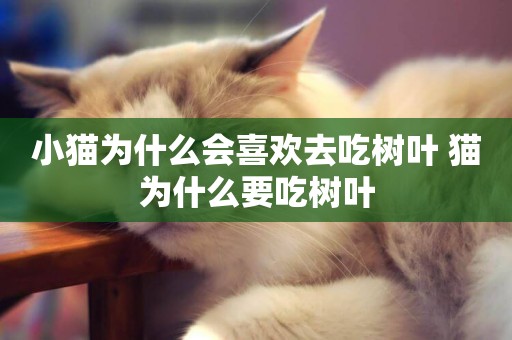 小貓為什么會喜歡去吃樹葉 貓為什么要吃樹葉